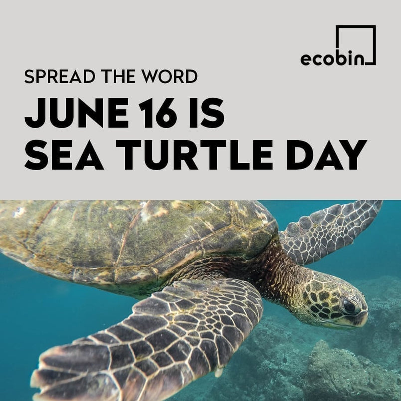 World Sea Turtle Day