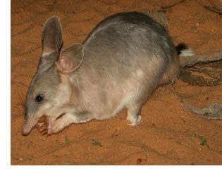 Australian Sustainability Calendar - September 2014 - rat eating